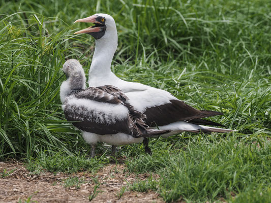 NAZCATÖLPEL, NAZCA BOOBY - SULA GRANTI