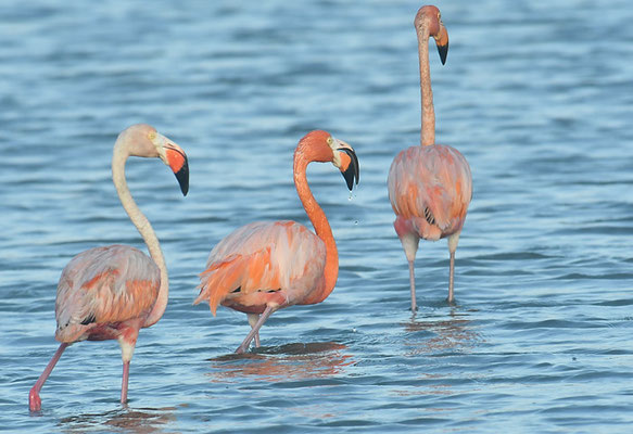 ROTER FLAMINGO (KUBAFLAMINGO), AMERICAN FLAMINGO, PHOENICOPTERUS RUBER