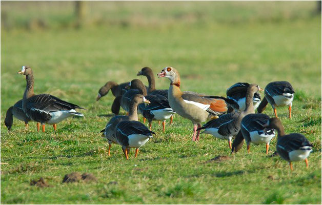 Nilgans mit Blässgänsen