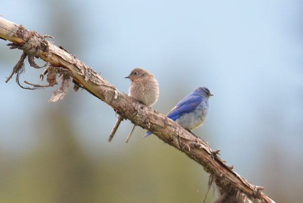 BERGHÜTTENSÄNGER, MOUNTAIN BLUEBIRD, SIALIA CURROCOIDES