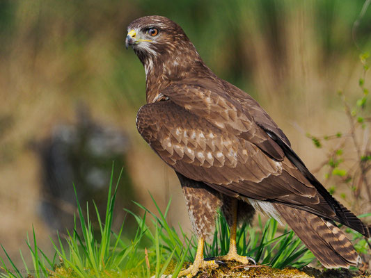 Mäusebussard, common buzzard, buteo buteo