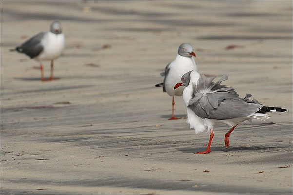 GRAUKOPFMÖWE, GREY-HEADED GULL, LARUS CIRROCEPHALUS