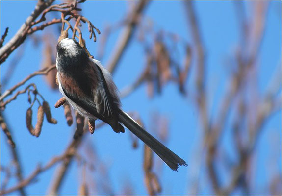 SCHWANZMEISE, LONG-TAILED TIT, AEGITHALOS CAUDATUS