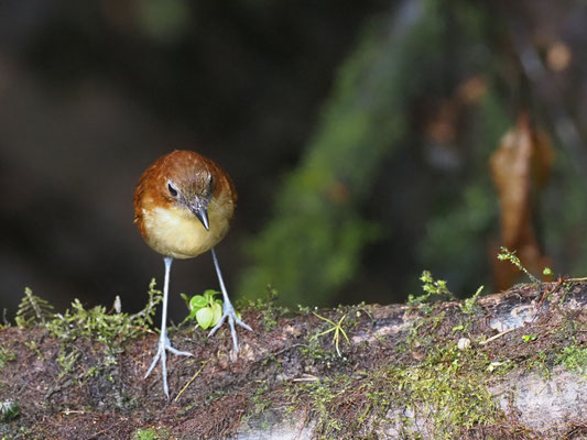 Gelbbrust-Ameisenpitta, Yellow-breasted Antpitta - Grallaria flavotincta