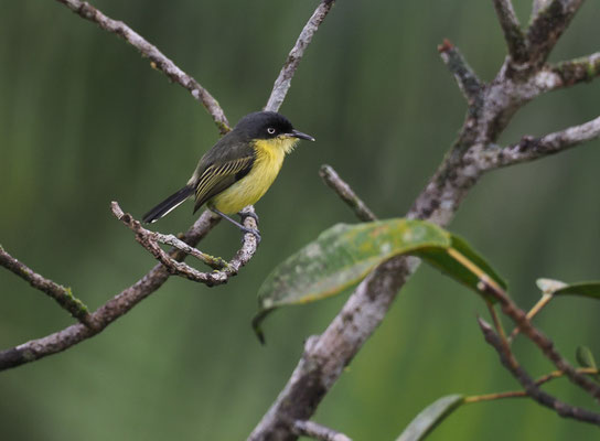 GELBBAUCH-SPATELTYRANN, COMMON TODY-FLYCATCHER, TODIROSTRUM CINEREUM