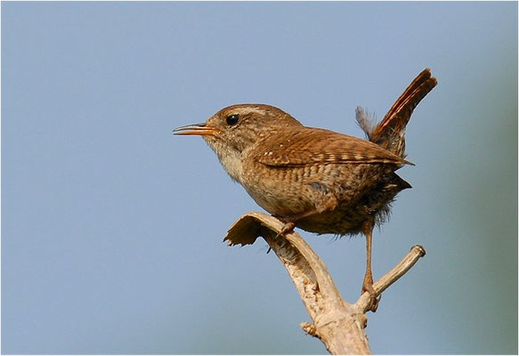 ZAUNKÖNIG, WREN, TROGLODYTES TROGLODYTES