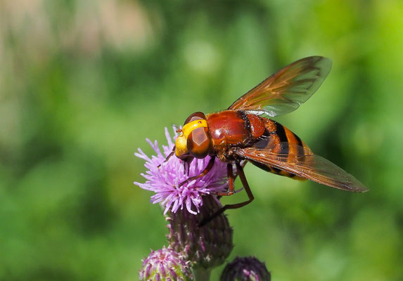 HORNISSENSCHWEBFLIEGE, VOLUCELLA ZONARIA