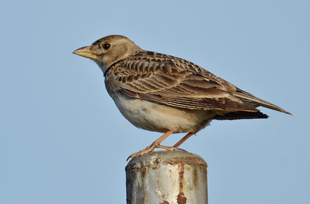 KALANDERLERCHE, CALANDRA LARK, MELANOCORYPHA CALANDRA