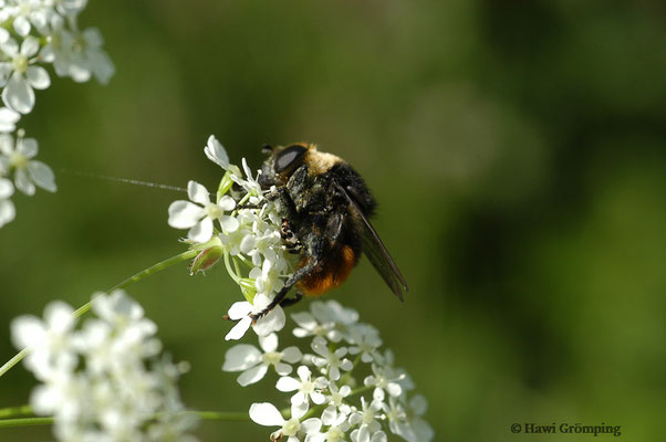 GEMEINE NARZISSENSCHWEBFLIEGE,MERODON EQUESTRIS