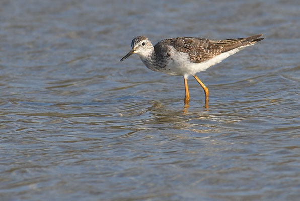 KLEINER GELBSCHENKEL, LESSER YELLOWLEGS, TRINGA FLAVIPES