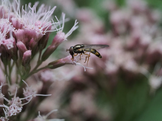 GLÄNZENDE SCHWARZKOPFSCHWEBFLIEGE, MELANOSTOMA MELLINUM