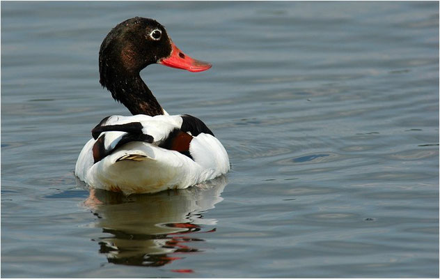 BRANDENTE, SHELDUCK, TADORNA TADORNA 