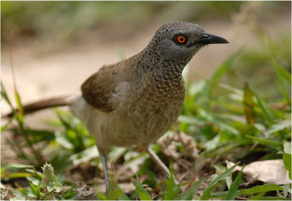SCHUPPENDROSSLING, BROWN BABBLER, TURDOIDES PLEBEJUS