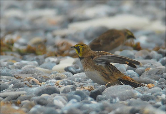 OHRENLERCHE, SHORE LARK (HORNED LARK), EREMOPHILA ALPESTRIS