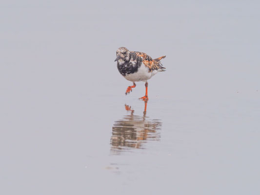 Steinwälzer, Ruddy Turnstone - Arenaria interpres