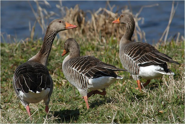 GRAUGANS, GREYLAG GOOSE, ANSER ANSER