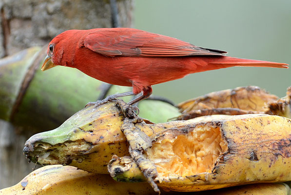 SOMMERTANGARE, SUMMER TANAGER, PIRANGA RUBRA