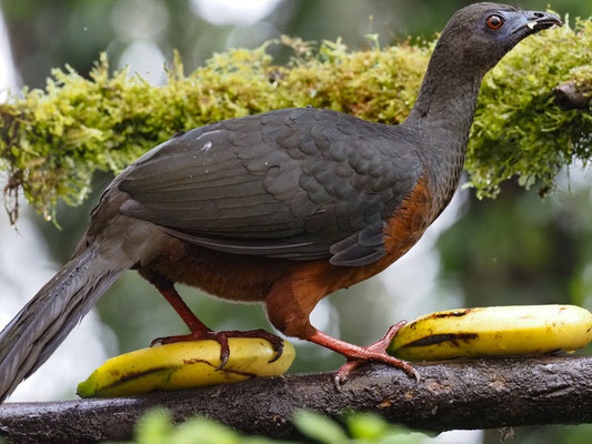 SICHELGUAN, SICKLE-WINGED GUAN - CHAMAEPETES GOUDOTII