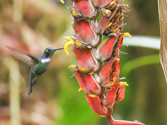 Ost- Bunthalskolibri, White-throated Daggerbill -Schistes geoffroyi