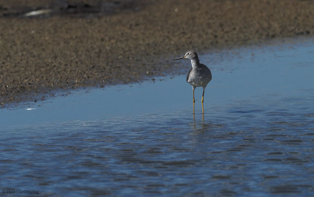 KLEINER GELBSCHENKEL, LESSER YELLOWLEGS, TRINGA FLAVIPES