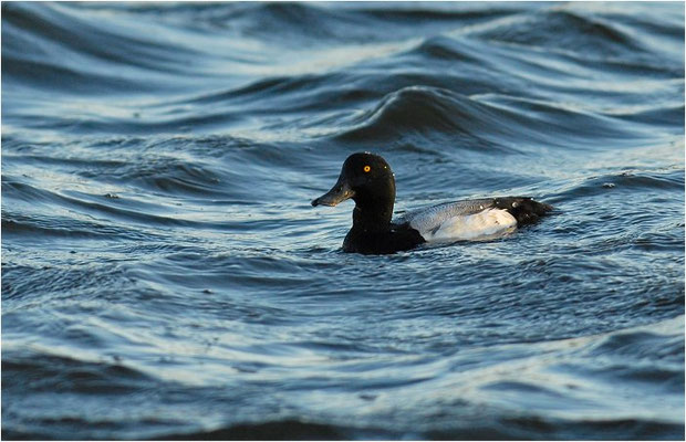 BERGENTE, SCAUP, AYTHYA MARILA