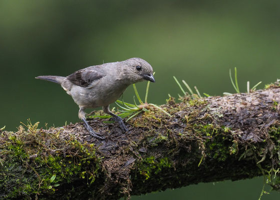 SCHLICHTTANGARE, PLAIN-COLORED TANAGER, TANGARA INORNATA