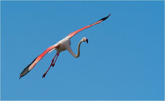 ROSAFLAMINGO, FLAMINGO, PHOENICOPTERUS ROSEUS