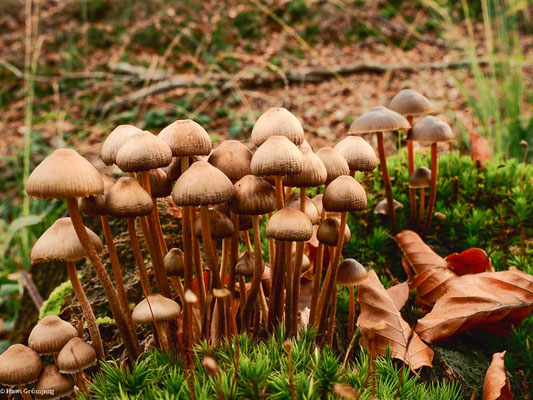 Buntstieliger Helmling - Mycena inclinata