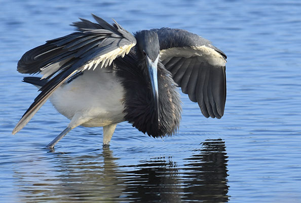 DREIFARBENREIHER TRICOLORES HERON, EGRETTA TRICOLOR