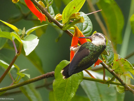 SCHWARZOHRKOLIBRI, SPECKLED HUMMINGBIRD - ADELOMYIA MELANOGENYS