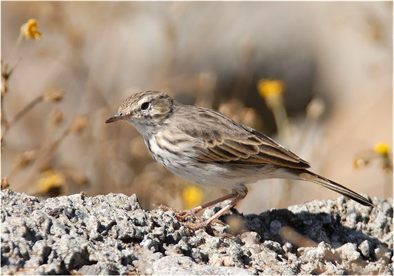 KANARENPIEPER, BERTHELOT´S PIPIT, ANTHUS BERTHELOTII