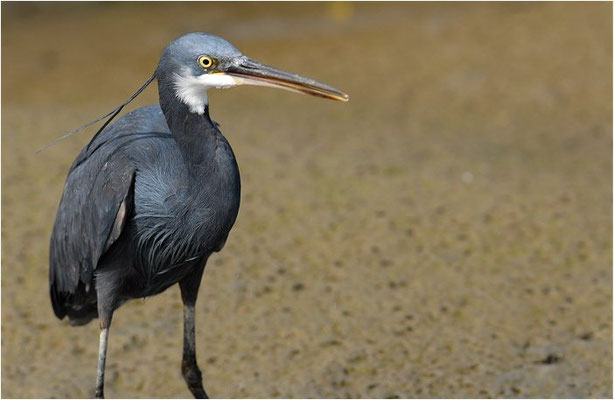 KÜSTENREIHER, WESTERNREEF HERON, EGRETTA GULARIS
