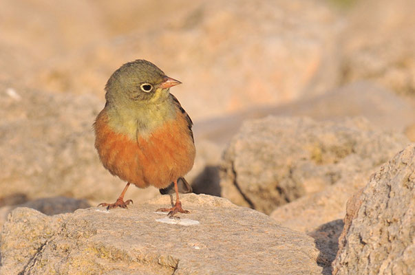 ORTOLAN, ORTOLAN BUNTING, EMBERIZA HORTULANA
