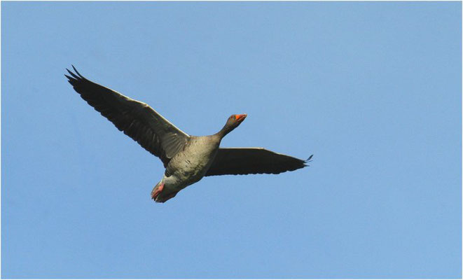 GRAUGANS, GREYLAG GOOSE, ANSER ANSER