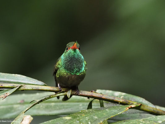 BRAUNSCHWANZAMAZILIE, RUFOUS-TAILED AMAZILIA - AMAZILIA TZACATL