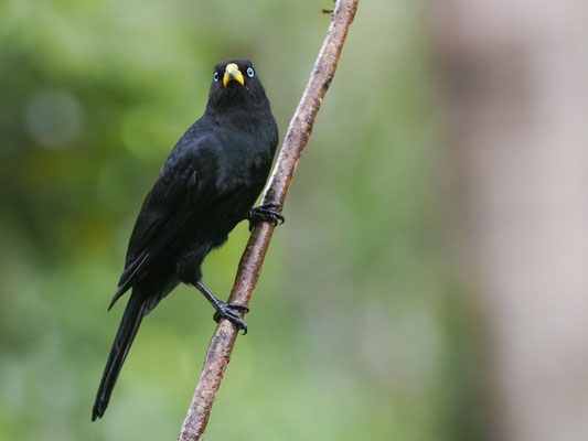 SCHARLACHBÜRZELKASSIKE, SCARLET-RUMPED CACIQUE - CACICUS UROPYGIALIS