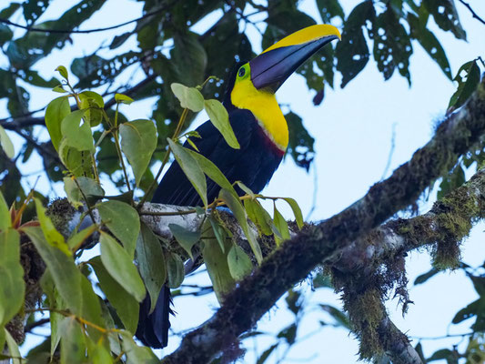 GOLDKEHLTUKAN, BLACK-MANDIBLED TOUCAN - RAMPHASTOS AMBIGUUS