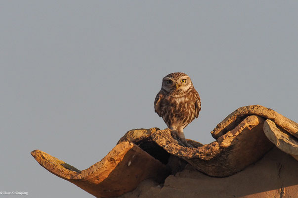 STEINKAUZ, LITTLE OWL , ATHENE NOCTUA