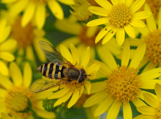 KLEINE SCHWEBFLIEGE, SYRPHUS VITRIPENNIS