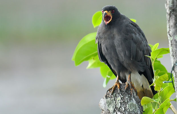 SCHNECKENWEIH, SNAIL KITE, ROSTRHAMUS SOCIABILIS