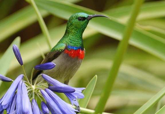 BLAUBANDNEKTARVOGEL, SOUTHERN DOUBLE-COLLARED SUNBIRD, CINNYRIS CHALYBEUS