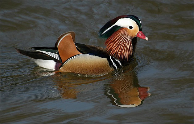 MANDARINENTE, MANDARIN DUCK, AIX GALERICULATA