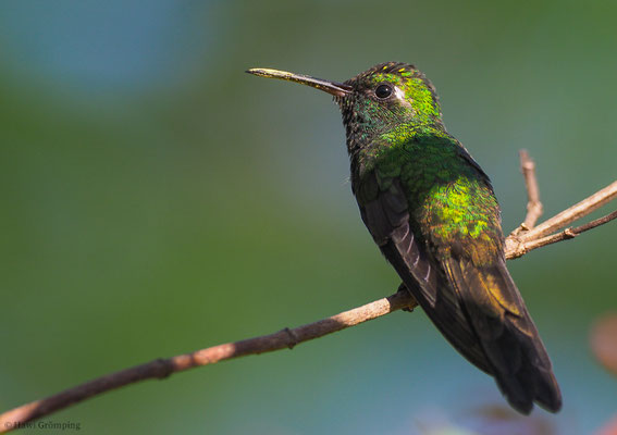 KUBASMARAGDKOLIBRI, CUBAN EMERALD, CHLOROSTILBON RICORDII