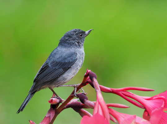 EINFARB-HAKENSCHNABEL, SLATY FLOWERPIERCER, DIGLOSSA PLUMBEA