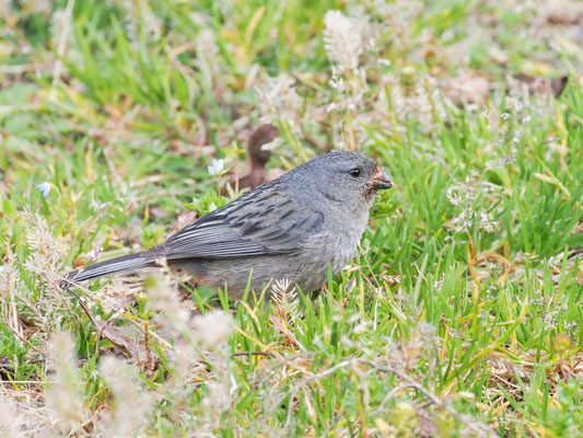 Schlichtsamenfresser, Plain-colored Seedeater - Catamenia inornata