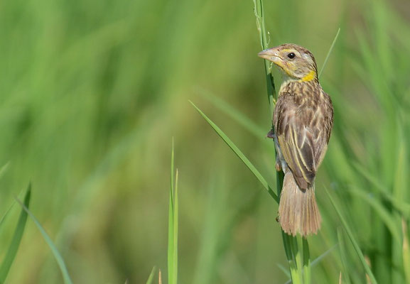 MANYARWEBER, STREAKED WEAVER, PLOCEUS MANYAR