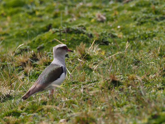 ANDENKIEBITZ, ANDEAN LAPWING - VANELLUS RESPLENDENS
