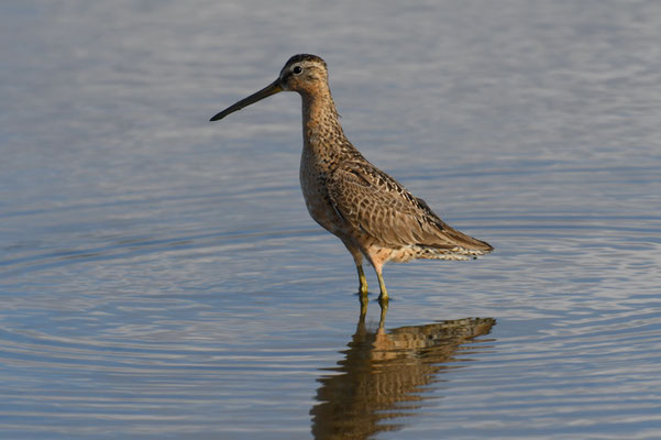 KLEINER SCHLAMMLÄUFER, SHORT-BILLED DOWITCHER, LIMNODROMUS GRISEUS 