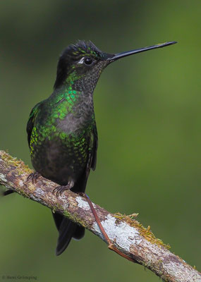 TALAMANCA-KOLIBRI, ADMIRABLE HUMMINGBIRD, EUGENES SPECTABILIS
