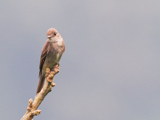 Östlicher Waldtyrann, Eastern Wood-Pewee - Contopus virens